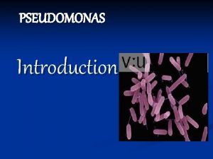 PSEUDOMONAS Introduction Large group of aerobic non sporing