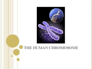 THE HUMAN CHROMOSOME WHAT IS KARYOTYPING A typical