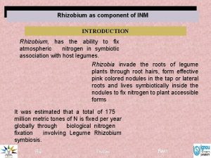 Rhizobium as component of INM INTRODUCTION Rhizobium has