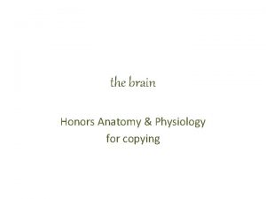 the brain Honors Anatomy Physiology for copying Brain