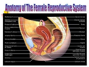 692021 2 Female Reproductive System 692021 3 Anatomy