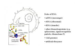 Roles of RNA m RNA messenger r RNA