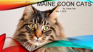 MAINE COON CATS By Cohen Fyfe May 7