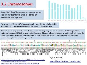 3 2 Chromosomes Essential idea Chromosomes carry genes