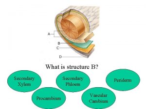 What is structure B Secondary Xylem Secondary Phloem