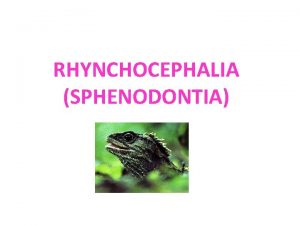 Ordo rhynchocephalia
