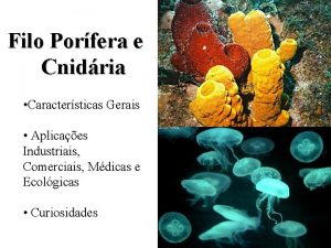 Filo Porfera e Cnidria Caractersticas Gerais Aplicaes Industriais