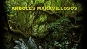 ARBOLES MARAVILLOSOS rbol de 1000 aos de antigedad