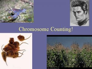 Chromosome Counting What are chromosomes Double rods of