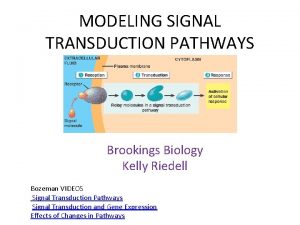 MODELING SIGNAL TRANSDUCTION PATHWAYS Brookings Biology Kelly Riedell