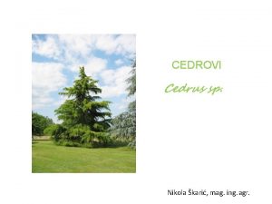 CEDROVI Cedrus sp Nikola kari mag ing agr