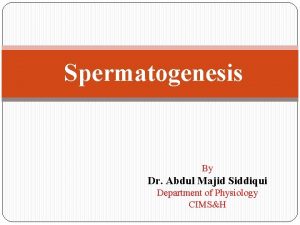Spermatogenesis By Dr Abdul Majid Siddiqui Department of