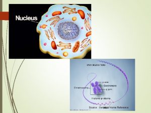 Source Genetics Home Reference kinetochore Source http y