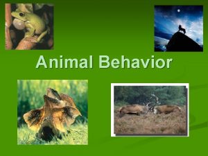 Animal Behavior Behavior n n All the actions