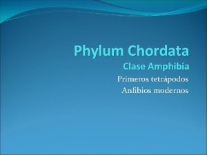 Phylum Chordata Clase Amphibia Primeros tetrpodos Anfibios modernos