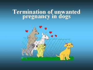 Termination of unwanted pregnancy in dogs Mesalliance Estradiol