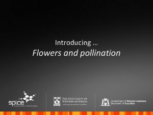 Introducing Flowers and pollination Why do you think