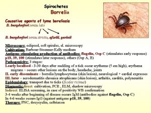 Spirochetes Borrelia Causative agents of lyme boreliosis B