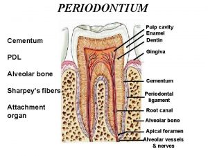PERIODONTIUM Cementum PDL Pulp cavity Enamel Dentin Gingiva