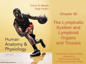 Chapter 20 The Lymphatic System and Lymphoid Organs