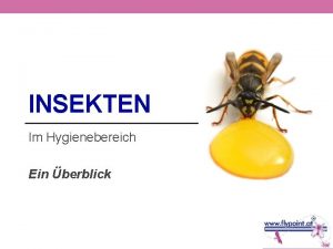 INSEKTEN Im Hygienebereich Ein berblick Allgemeine Merkmale Artenreichste