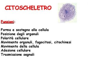 CITOSCHELETRO Funzioni Forma e sostegno alla cellula Posizione