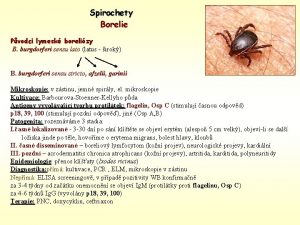 Spirochety Borelie Pvodci lymesk borelizy B burgdorferi sensu