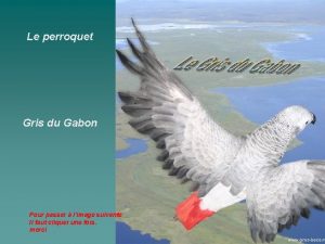 Le perroquet Gris du Gabon Pour passer limage