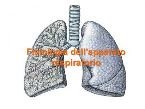 Fisiologia dellapparato respiratorio Perch un apparato respiratorio interno