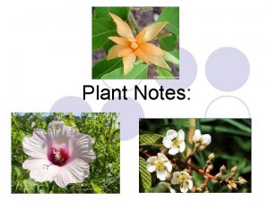 Plant Notes Plants Multicellular eukaryotes l Cell walls