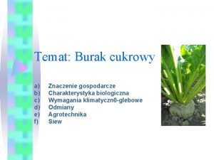 Temat Burak cukrowy a b c d e