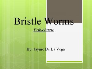 Bristle Worms Polychaete By Jayme De La Vega