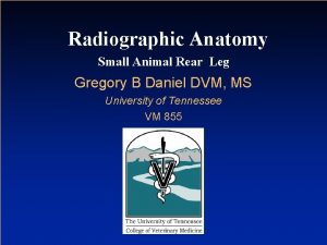 Radiographic Anatomy Small Animal Rear Leg Gregory B