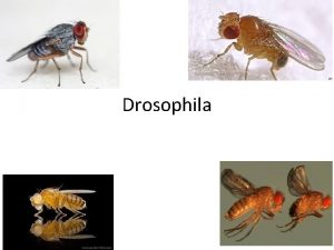 Drosophila Why Fruit Flies Fruit Flies Drosophila melanogaster
