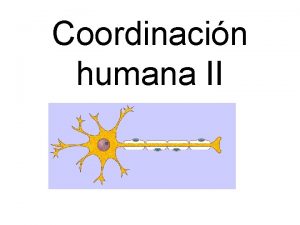 Coordinacin humana II El sistema nervioso Es un