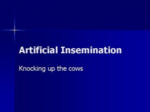Cow artificial insemination