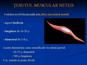 ESUTUL MUSCULAR NETED Unitatea morfofuncional este fibra muscular
