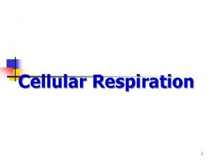 Cellular Respiration 1 Cellular Respiration n A catabolic