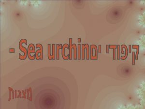 Sea urchin Echinoidea Sea urchin external dorsal w