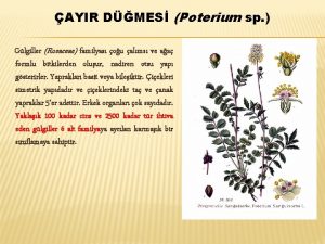 AYIR DMES Poterium sp Glgiller Rosaceae familyas ou