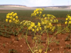 Las Umbelferas Una familia de gran tradicin farmacutica