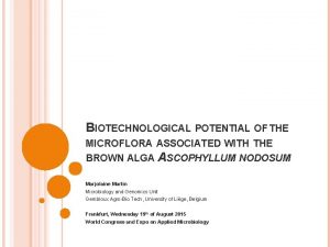 BIOTECHNOLOGICAL POTENTIAL OF THE MICROFLORA ASSOCIATED WITH THE