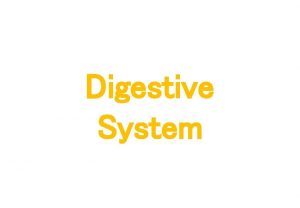 Digestive system vocabulary