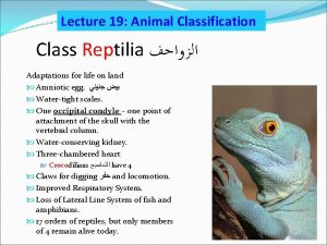 Lecture 19 Animal Classification Class Reptilia Adaptations for