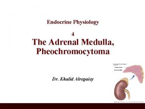 Endocrine Physiology 4 The Adrenal Medulla Pheochromocytoma Dr