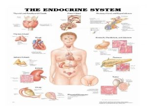 Organ Endokrin Hormon Hormon adalah zat yang dihasilkan