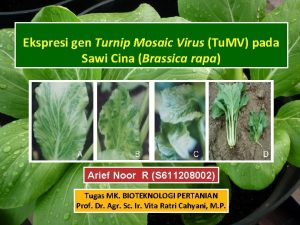 Ekspresi gen Turnip Mosaic Virus Tu MV pada