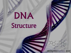 DNA Structure DNA stands for Deoxyribonucleic acid DNA