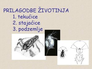 PRILAGODBE IVOTINJA 1 tekuice 2 stajaice 3 podzemlje