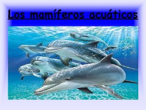 Los mamferos acuticos Mamferos Los delfines son mamferos